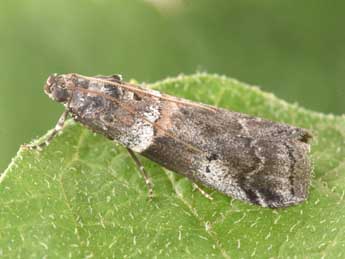 Acrobasis legatea Hw. adulte - Philippe Mothiron