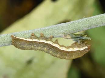  Chenille de Ochropleura leucogaster Frr - Philippe Mothiron