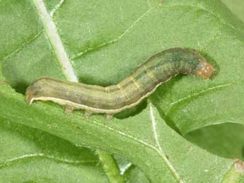  Chenille de Ochropleura leucogaster Frr - Philippe Mothiron