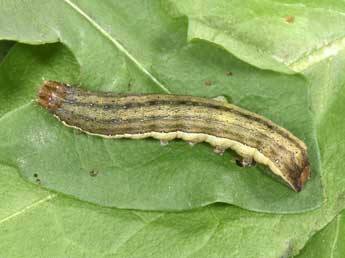  Chenille de Ochropleura leucogaster Frr - Philippe Mothiron