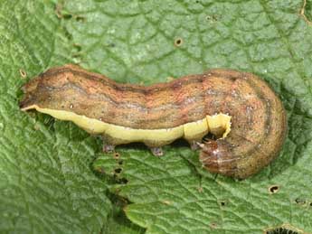  Chenille de Ochropleura leucogaster Frr - Philippe Mothiron