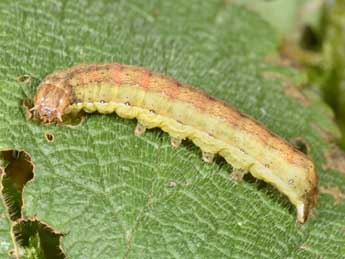  Chenille de Ochropleura leucogaster Frr - Philippe Mothiron