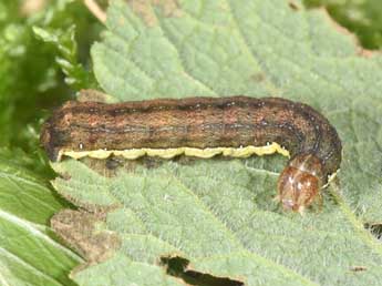  Chenille de Ochropleura leucogaster Frr - Philippe Mothiron