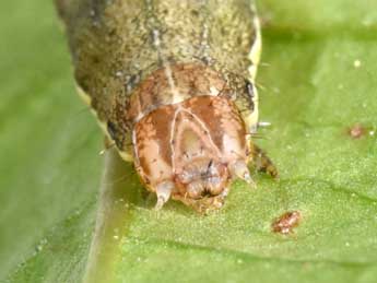  Chenille de Ochropleura leucogaster Frr - Philippe Mothiron