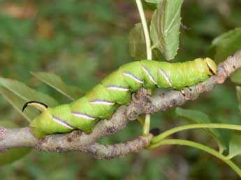  Chenille de Sphinx ligustri L. - Philippe Mothiron