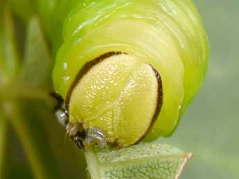 Chenille de Sphinx ligustri L. - Philippe Mothiron