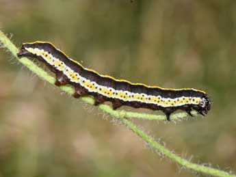  Chenille de Cucullia lucifuga D. & S. - Philippe Mothiron