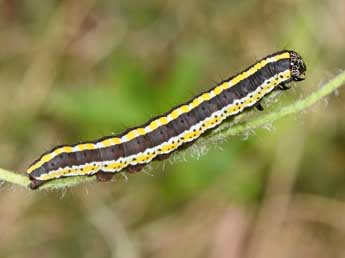  Chenille de Cucullia lucifuga D. & S. - Philippe Mothiron