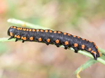  Chenille de Cucullia lucifuga D. & S. - Philippe Mothiron