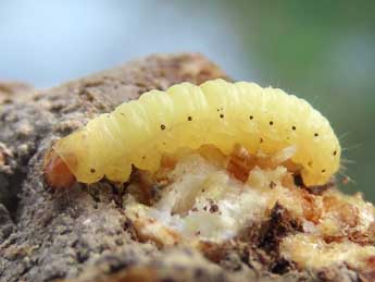  Chenille de Aethes margarotana Dup. - Ruben Meert