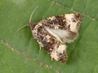 Endothenia marginana Hw. adulte - Philippe Mothiron