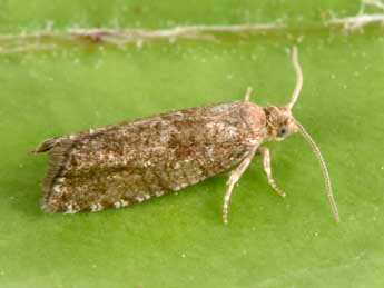 Epinotia nanana Tr. adulte - Philippe Mothiron