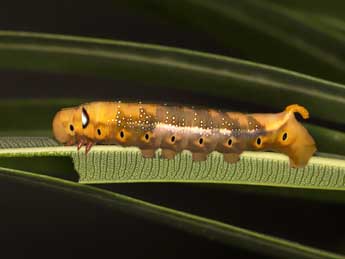  Chenille de Daphnis nerii L. - Adrien Jailloux