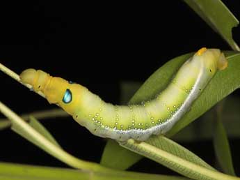  Chenille de Daphnis nerii L. - Adrien Jailloux