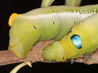  Chenille de Daphnis nerii L. - Adrien Jailloux