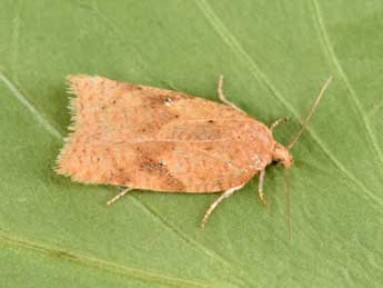 Acleris notana Donovan adulte - Philippe Mothiron