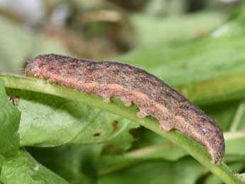  Chenille de Mniotype occidentalis Yela & al. - Philippe Mothiron