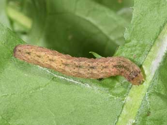  Chenille de Mniotype occidentalis Yela & al. - Philippe Mothiron