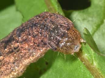  Chenille de Mniotype occidentalis Yela & al. - Philippe Mothiron