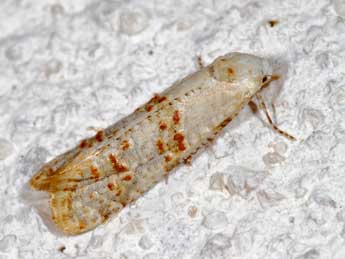 Phtheochroa ochralana Chrt. adulte - Raniero Panfili