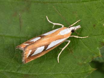 Catoptria permutatellus H.-S. adulte - Philippe Mothiron