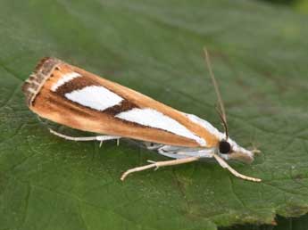 Catoptria permutatellus H.-S. adulte - Philippe Mothiron