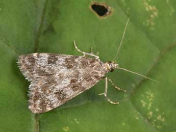 Eudonia petrophila Stdf. adulte - Philippe Mothiron