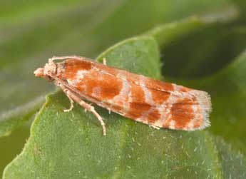 Rhyacionia pinicolana Dbld. adulte - Philippe Mothiron