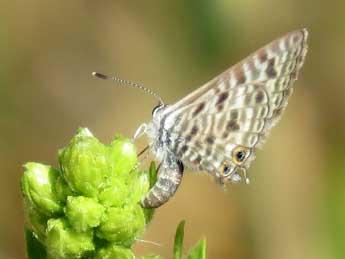 Leptotes pirithous L. adulte - Etienne Urrustoy