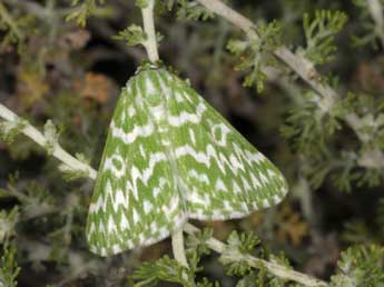 Thetidia plusiaria Bsdv. adulte - Wolfgang Wagner, www.pyrgus.de