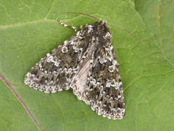Polymixis polymita L. adulte - Philippe Mothiron