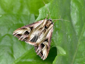 Actinotia polyodon Cl. adulte - Philippe Mothiron