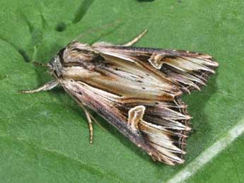 Actinotia polyodon Cl. adulte - Philippe Mothiron