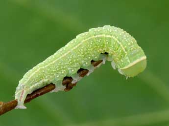  Chenille de Pseudoips prasinanus L. - Philippe Mothiron