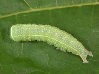  Chenille de Pseudoips prasinanus L. - Philippe Mothiron