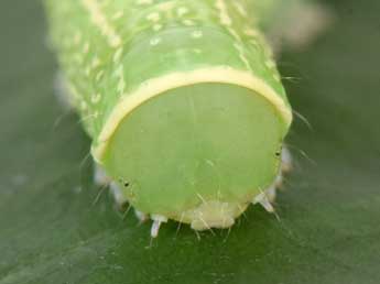  Chenille de Pseudoips prasinanus L. - Philippe Mothiron