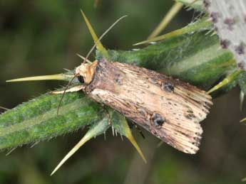 Axylia putris L. adulte - Philippe Mothiron