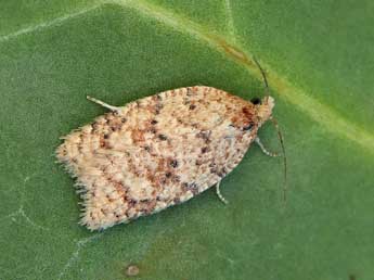 Acleris quercinana Z. adulte - ©Lionel Taurand