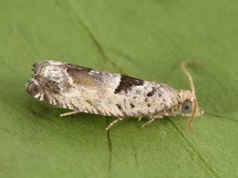 Epinotia ramella L. adulte - Philippe Mothiron