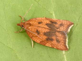 Acleris rhombana D. & S. adulte - Philippe Mothiron