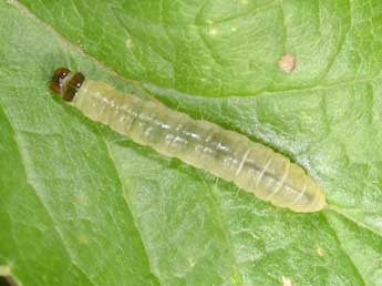  Chenille de Acleris rhombana D. & S. - Philippe Mothiron