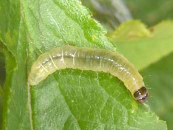  Chenille de Acleris rhombana D. & S. - Philippe Mothiron