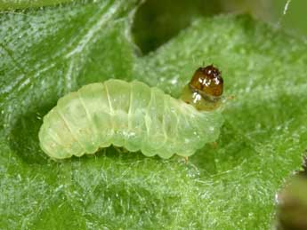  Chenille de Phtheochroa rugosana Hb. - Philippe Mothiron