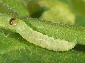  Chenille de Phtheochroa rugosana Hb. - Philippe Mothiron