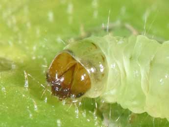  Chenille de Phtheochroa rugosana Hb. - ©Philippe Mothiron