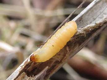  Chenille de Cochylidia rupicola Curt. - Ruben Meert