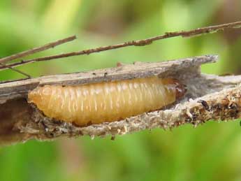  Chenille de Cochylidia rupicola Curt. - Ruben Meert