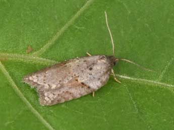 Acleris schalleriana L. adulte - Philippe Mothiron