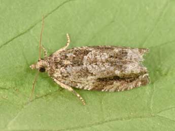 Epinotia signatana Doug. adulte - Philippe Mothiron