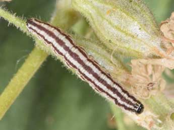  Chenille de Eupithecia silenicolata Mab. - Philippe Mothiron
